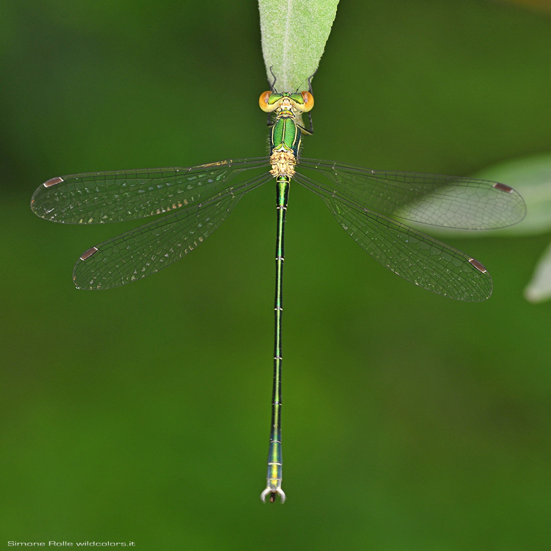 identificazione: Lestes sponsa o dryas ?   No, Lestes virens vestalis